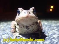 /home//u458753944/public_html/sourcegallery//Roxborough Toad Detour/2022/2022-03-17/P3170889.JPG